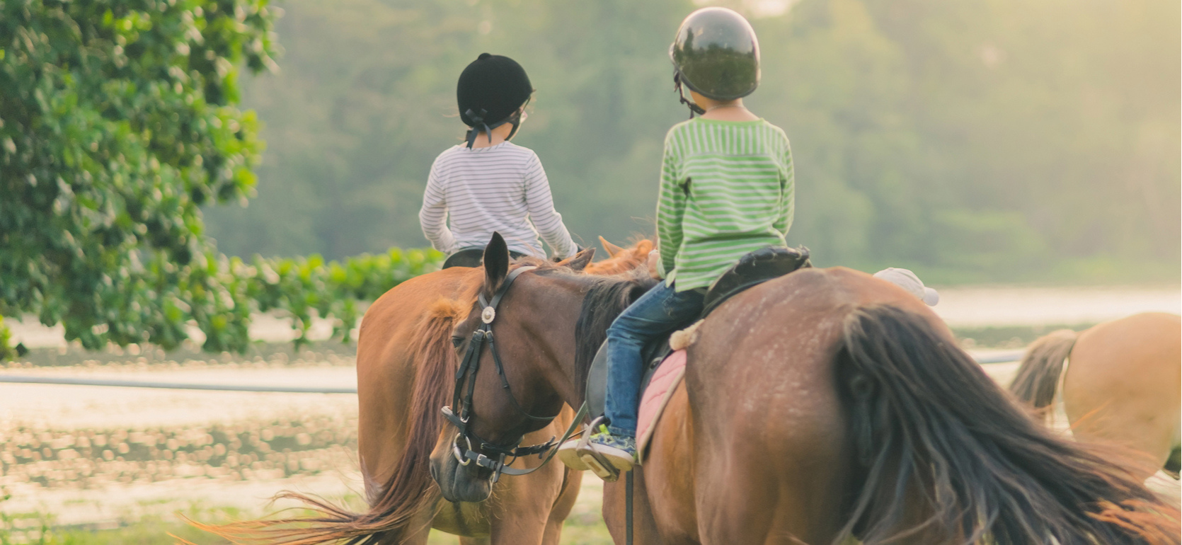 Equine Law Blog Banner