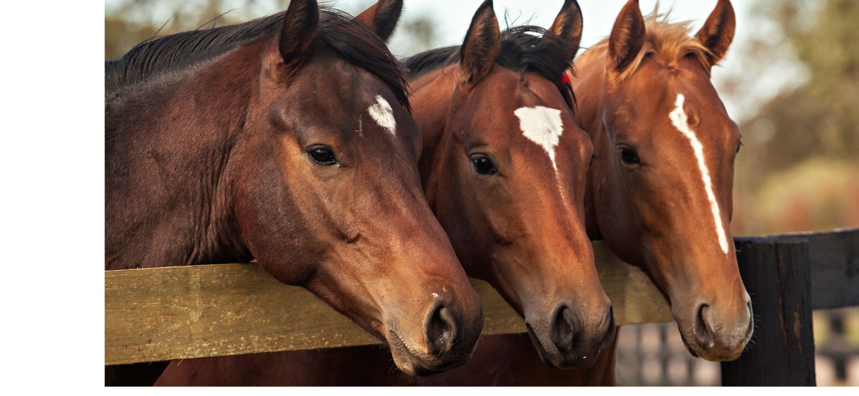 Equine Law Blog Banner