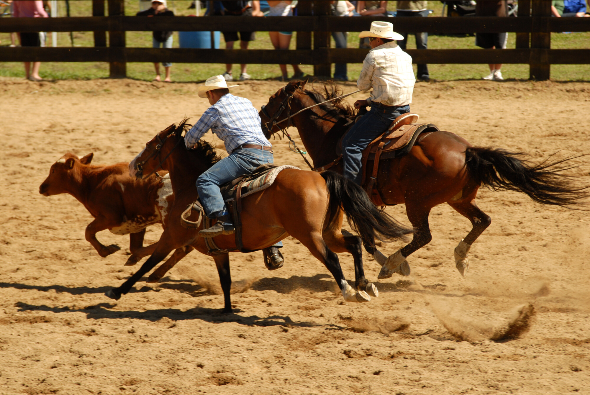 Horses at Rodeo Horses at Rodeo